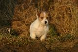 JACK RUSSEL 387